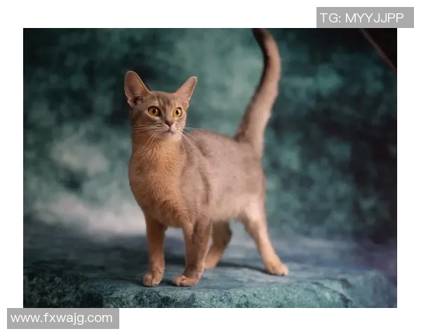 足球明星猫舍真实照片展现可爱猫咪与球星的温馨瞬间 足球明星猫舍真实照片展现可爱猫咪与球星的温馨瞬间