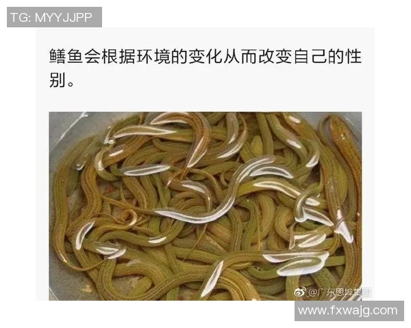 足球明星鲜为人知的趣事揭秘让你大开眼界的冷知识盘点